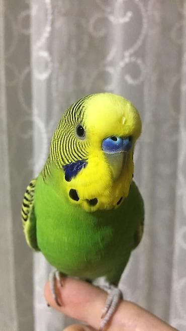 Попугаи: 🦜 Erkək və Dişi Cüt Dalğalı Tutuquşuları 🦜 💫 Biz bu qiymətə quş yox — 3
