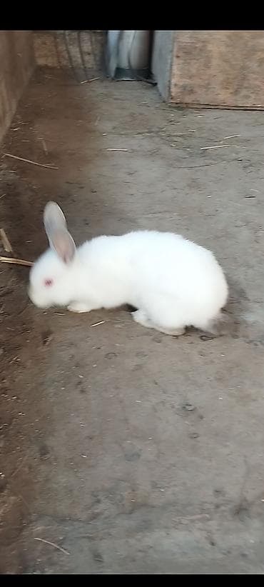 inek alım satım: Dovşanlar Erkey dişi cütü 15 azen — 2