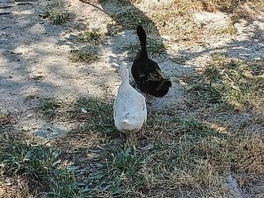 🦆🦆🦆Pekin ördəyi satılır 6 aylıq 12 manat 8 ədəddir Real alıcıya lalafo.az -da 🦆🦆🦆Pekin ördəyi satılır 6 aylıq 12 manat 8 ədəddir Real alıcıya