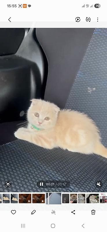 mingəcevir pişik: Şotland yastı qulaq — 2