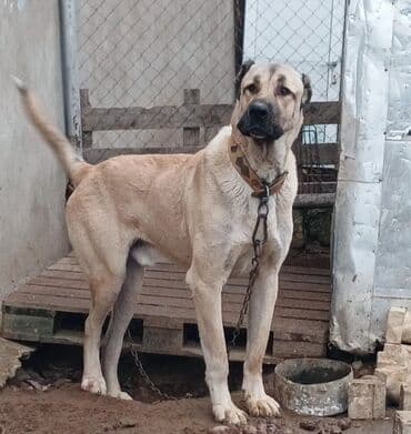 отдам собаку в хорошие руки: Qurdbasar, 2 il, Erkek — 4
