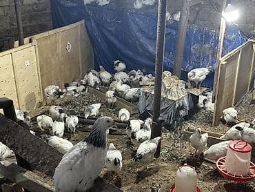 Heyvanlar: Toyuq, Brama, Damazlıq, Ödənişli çatdırılma — 3