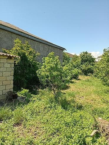 hövsanda ev satılır: 37 sot, Kənd təsərrüfatı, Kupça (Çıxarış) — 2