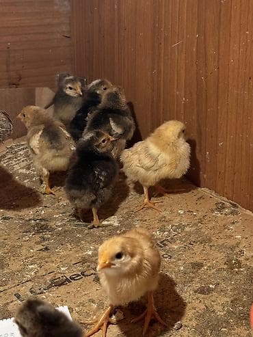 kənt toyuqu: Toyuq cücələri, Damazlıq — 2