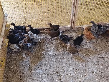 qus dami: 25 günlük toyuqlardır. Təbii buğda, qarğıdalı, soya ilə yemlənmişdir — 1