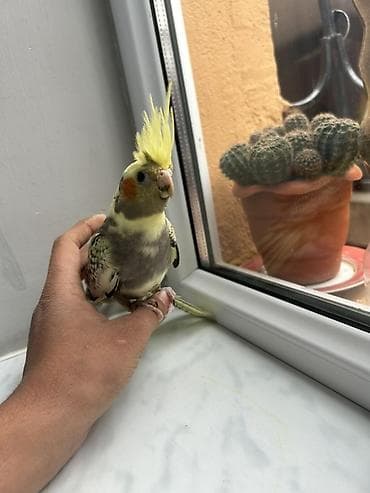 oğlan tutuquşu adları: Nymph paraket (cockatiel) – sarı çəlpaq və boz-qara naxışlı tüklər — 5