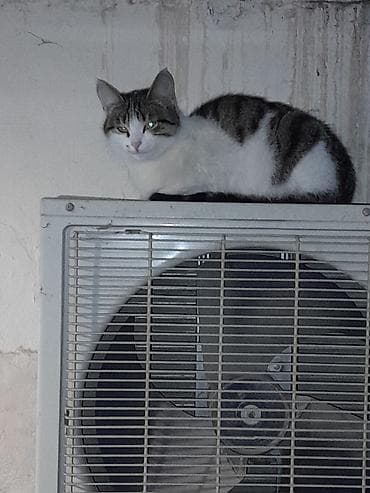 bala pisik adlari: Dişi, Yaxşı əllərə — 6