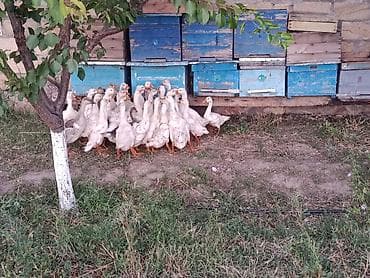 it adlari erkek: Salam 2 ayliq qaz balalari satilirbutun vaksinleri olunubətlik — 2