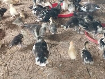 lal ordəklərin satışı: 20 günlük və 50 günlük ördək balaları. 20 günlük — 1