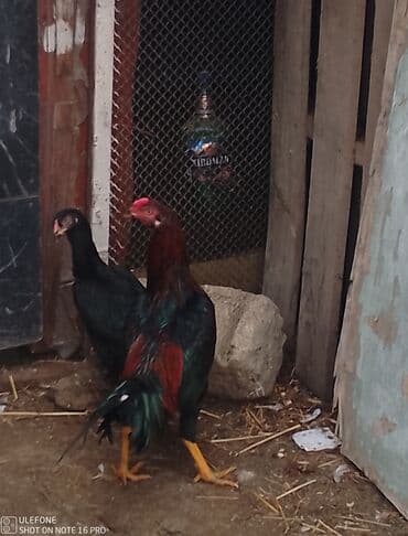 Собаки: Məhsul: Qara-qırmızı rəngli xoruz və toyuq (cüt) Təsvir: - Uzunboyun — 1