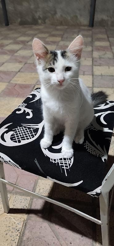 Erkək, Yaxşı əllərə, Ünvandan götürmə