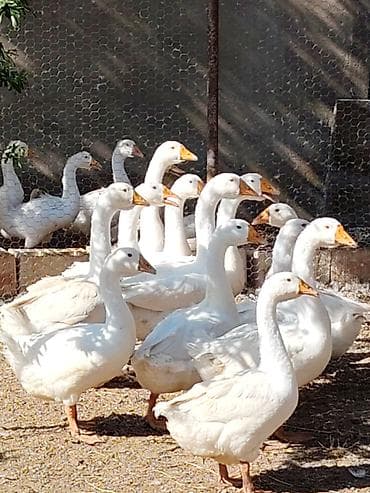 kənd heyvanları: Ağ qazlar – təsərrüfat üçün məhsuldar və dözümlü quşlar — 1