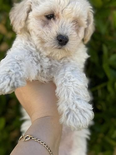 pudel it cinsi: Pudel, Peyvəndli — 6