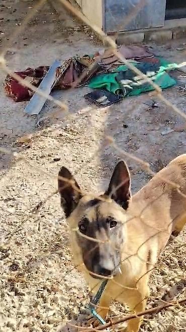 İtlər: Belçika çoban iti, Dişi — 2