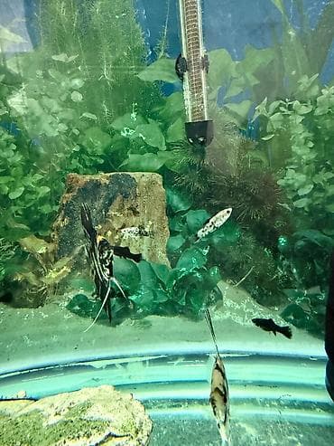aqvarium: Malinezi orta olcu 1 manat danyo tul quyruq irili xirdali 1 manat — 3