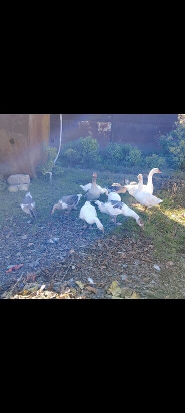 kend colpaları: Qazlar 3 erkək 8 dişidir — 1