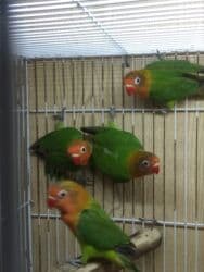 İtlər: Tutuquşu popuqay fişir — 2