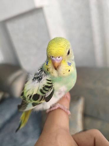 danışan quşlar: 3 ədəd bala quşlar, yeni yuvadan çıxıblar, artıq yem yeyirlər, ələ — 8