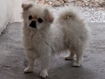 it ev: Pekines — 2