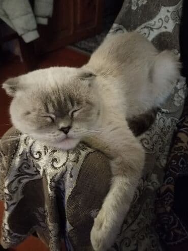 pişik satisi 2022: Şotland yastı qulaq, Yaxşı əllərə — 4