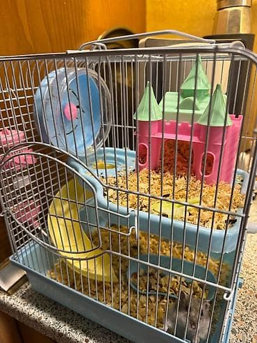 hamster satışı: Hamster ve iki mərtəbəli qəfəs dəsti Satiram cunki nece lazimdi baxa — 3