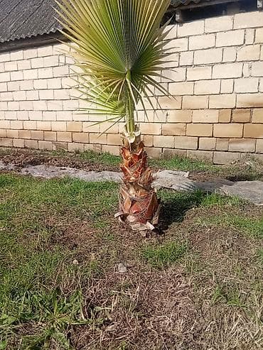 Dekorativ palma ağacı – fan tipli yarpaqlar - Növ: Fan palmaya bənzər