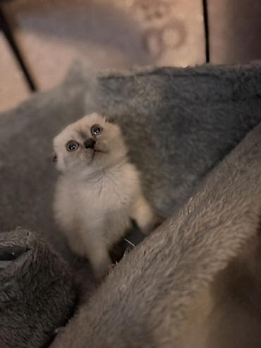 cat: Dişi, Yaxşı əllərə, Ödənişli çatdırılma — 3