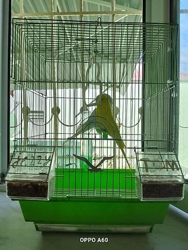 Akvariumlar: Baza ilə birgə dalğalı tutuquşu dəsti - 2 ədəd dalğalı tutuquşu (bir — 4