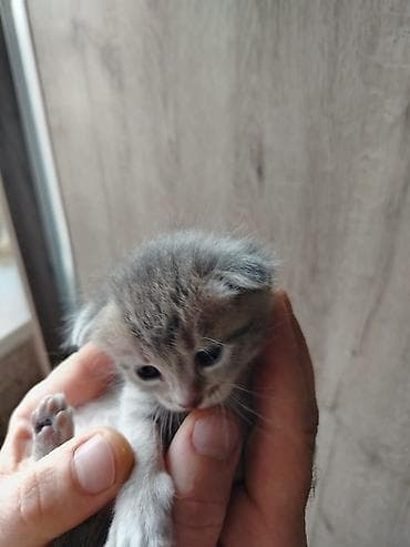 приют для кошек баку: Шотладская вислоухая — 5