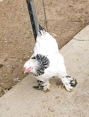 sumqayit toyuq: Toyuq, Brama, Damazlıq, Ödənişli çatdırılma — 4