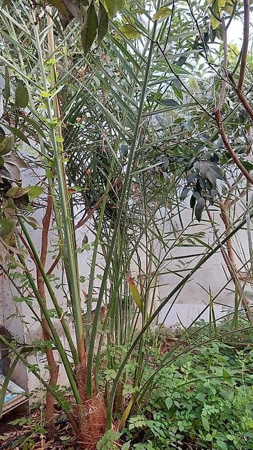 agac satiram: Xurma palmı – dekorativ bağ bitkisi - Növ: Xurma palmı (Phoenix spp.) — 2