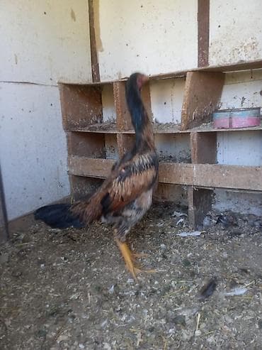 qafqaz coban iti satiram 2018: Fere ile bece satilir 5 ayliqdilar ikisi bir yerde 150 azn temiz cins — 3