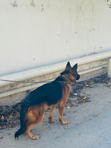 Alman çoban iti, Peyvəndli