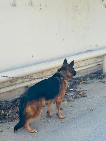 quduzluq peyvendi: Alman çoban iti, 1 il, Erkek, Peyvəndli — 1