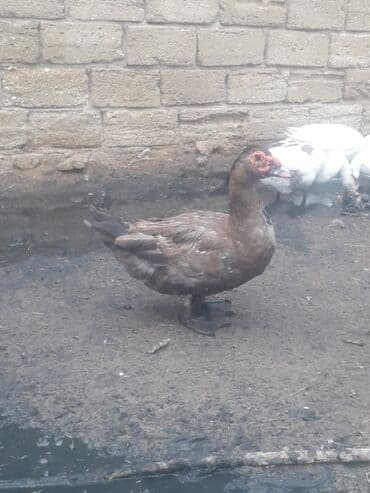 3 toyuq 3 gune 3 yumurta: Xoruzlar 50 manat Fereler 30 manat.Lavanda ordeyleri — 11