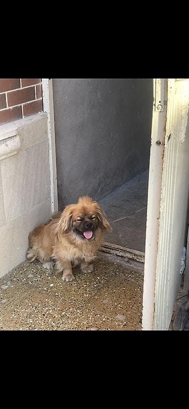 it tasma: Pekines, Peyvəndli — 1