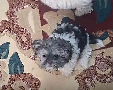 avçarka balası: Shi-tsu — 1