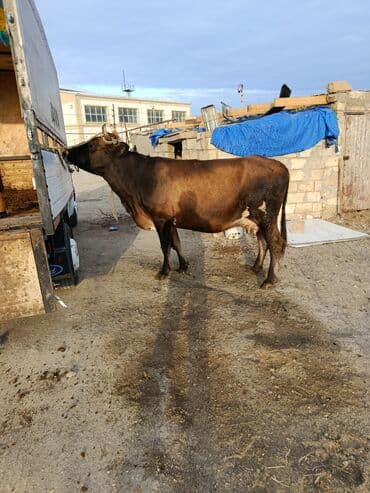 cins ineklerin satisi 2019: Dişi, il: 5, 400 kq, Ətlik, Ünvandan götürmə, Ödənişli çatdırılma — 2