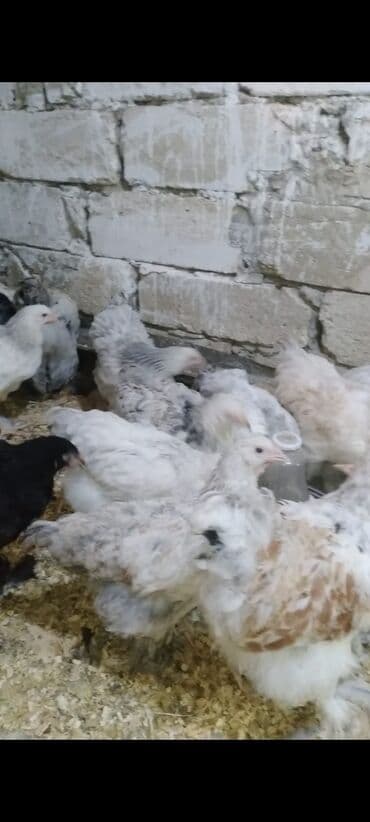 tutuquşu qiymeti: Toyuq cücələri, Damazlıq — 6