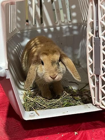 Quşlar: Holland Lop (aşağı sallanan qulaqlı) miniatür dovşan 5ayliq - Cins — 5