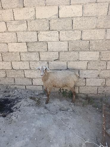 erkey quzu: Super damazlıq ve etlik dişi quzu istiyen buyrsun — 4