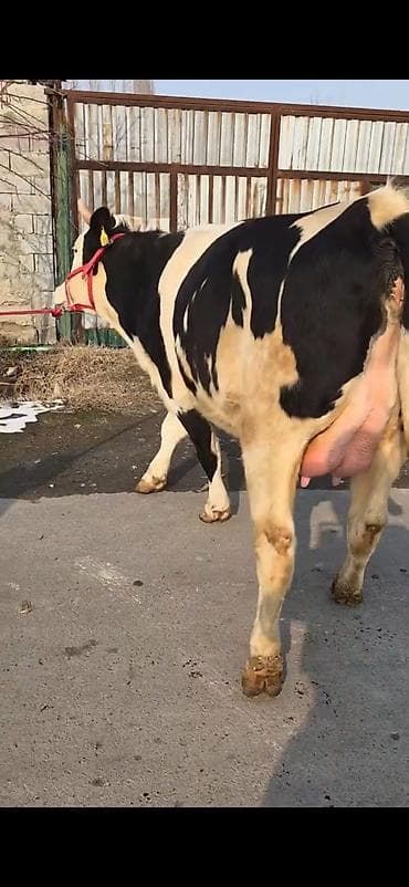 Бараны, овцы: Südlük inək buzovla birlikdə - Cins: Holşteyn tipli, ağ-qara rəngli - — 4