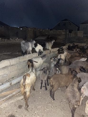 Mal-qara: 13 baş keçi çepiş 1 baş Teke Cemi 14 baş heyvandi — 5