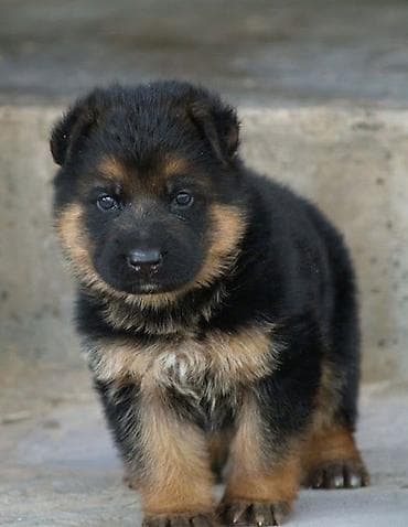 it bala: Alman çoban iti, 2 ay, Erkek, Peyvəndli, Ödənişli çatdırılma — 3
