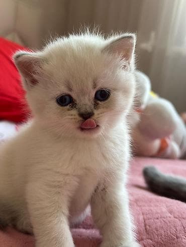 Şinşilla, Erkək, Pulsuz çatdırılma