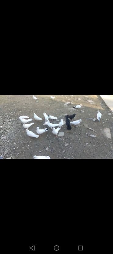 ovcarka satilir: Quslar tergitmedi tecili satilir . 13 denesi oz kohne qusumdu kesikde — 1