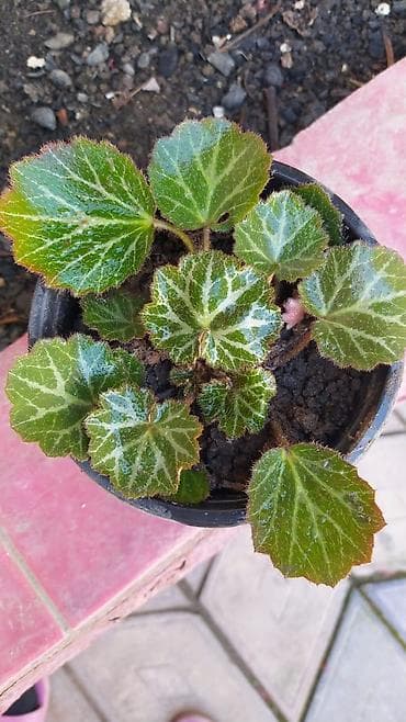 Ev və bağ: Otaq bitkiləri dəsti - Monstera deliciosa (dərin yarıqlı iri yaşıl — 9