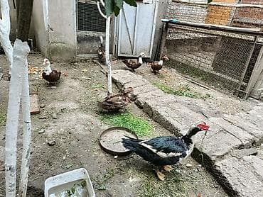 lal ördək: Dişi, | Lal ördək, Damazlıq — 2