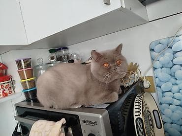 lalafo pisikler: Britan, Erkək, Cütləşmə üçün — 1