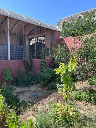 yeni günəşlidə 4 otaqlı evlər: Suraxanı 3 otaqlı, 70 kv. m, Kredit yoxdur, Yeni təmirli — 20